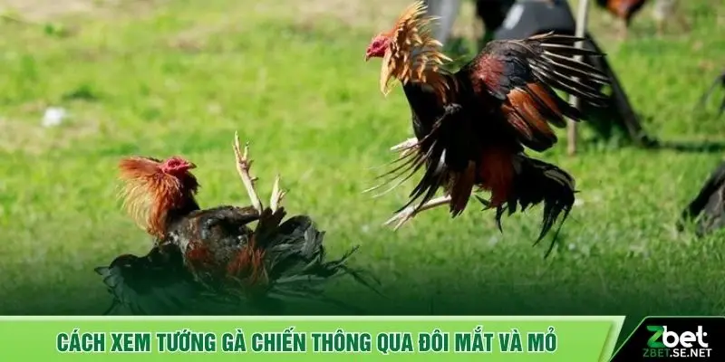 Cách xem tướng gà chiến thông qua đôi mắt và mỏ