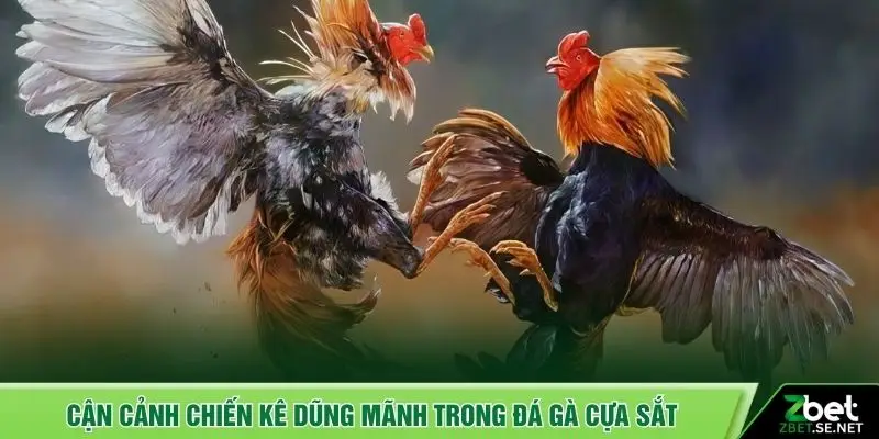 Cận cảnh chiến kê dũng mãnh trong đá gà cựa sắt