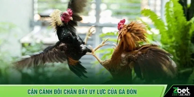 Cận cảnh đôi chân đầy uy lực của gà đòn