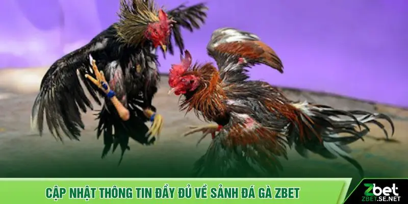 Cập nhật thông tin đầy đủ về sảnh đá gà ZBET