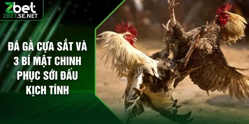 Đá Gà Cựa Sắt Và 3 Bí Mật Chinh Phục Sới Đấu Kịch Tính
