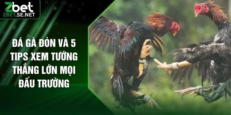 Đá Gà Đòn Và 5 Tips Xem Tướng Thắng Lớn Mọi Đấu Trường